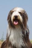 BEARDED COLLIE 186